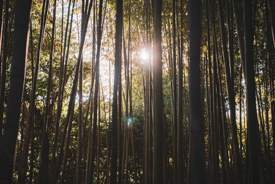 Top Hotels in Kyoto Japan Arashiyama Bamboo Forest