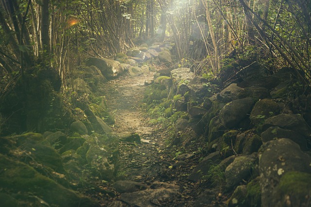 Ardennes Woodland Estate with Mossy Paths and Storybook Quiet