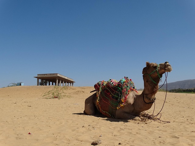 Pushkar Mansion Stay with Courtyard Shade and Desert Stillness